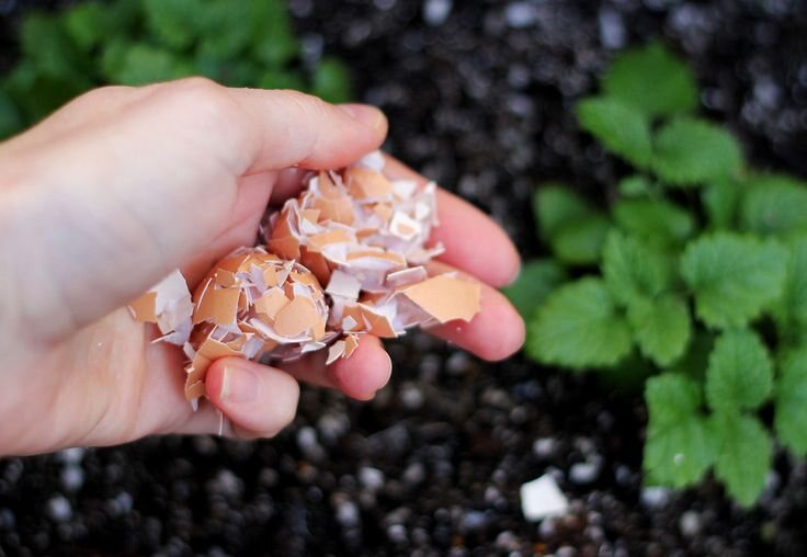 recycle eggs to give your garden a calcium boost