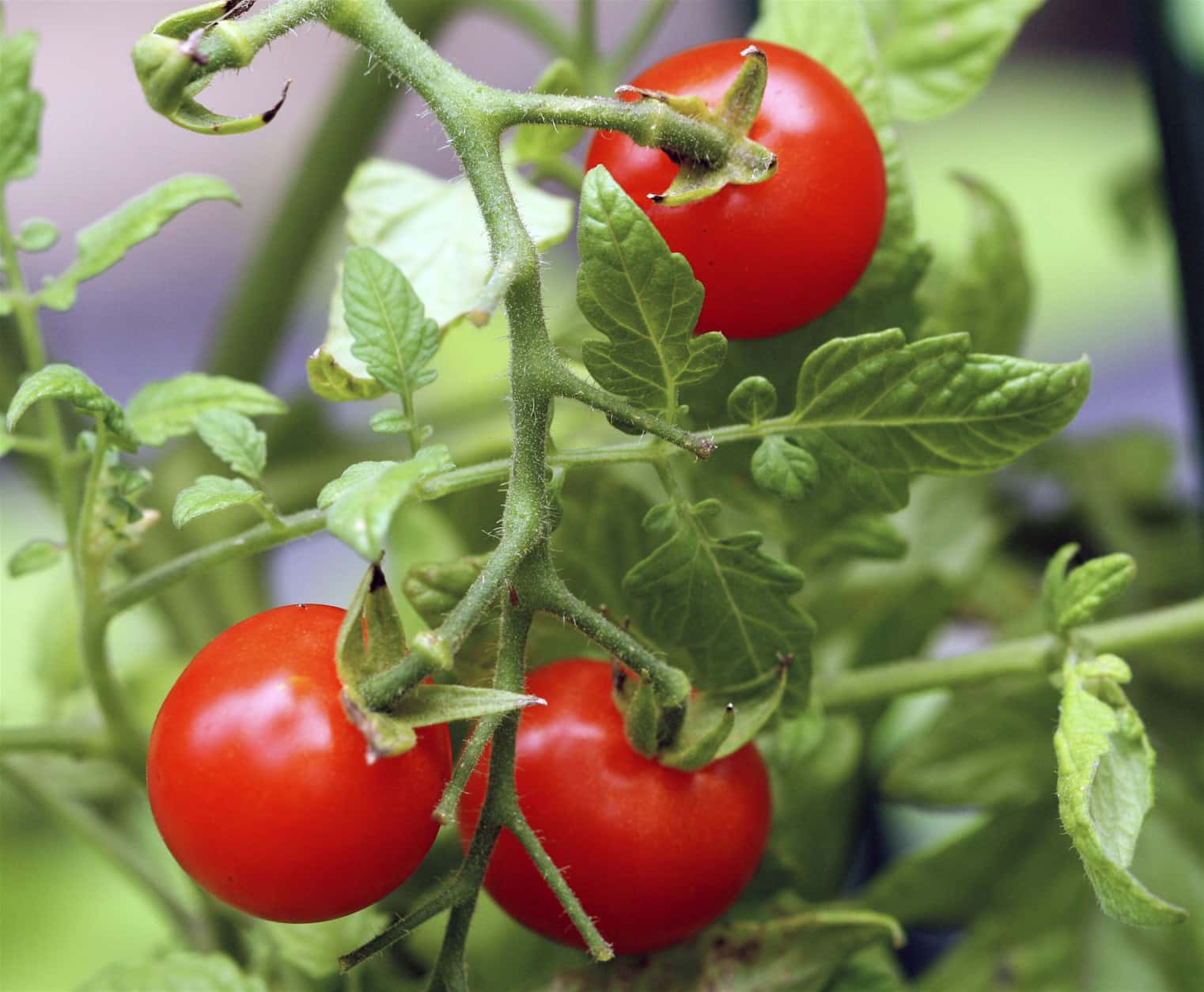 Gardening Nutrition Colors