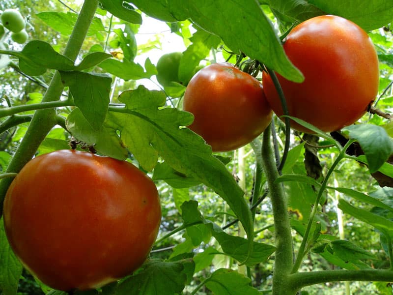 Add garlic to your garden to improve your tomatoes taste