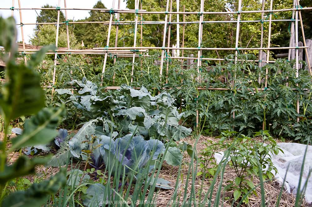 Keep your plant steady with a tomato cage