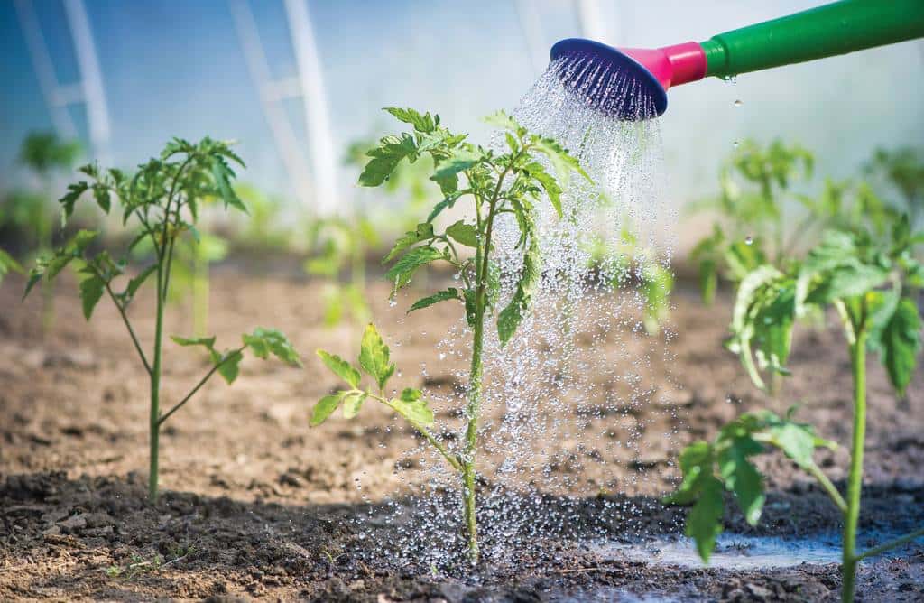 Maintain a watering schedule to prevent rot