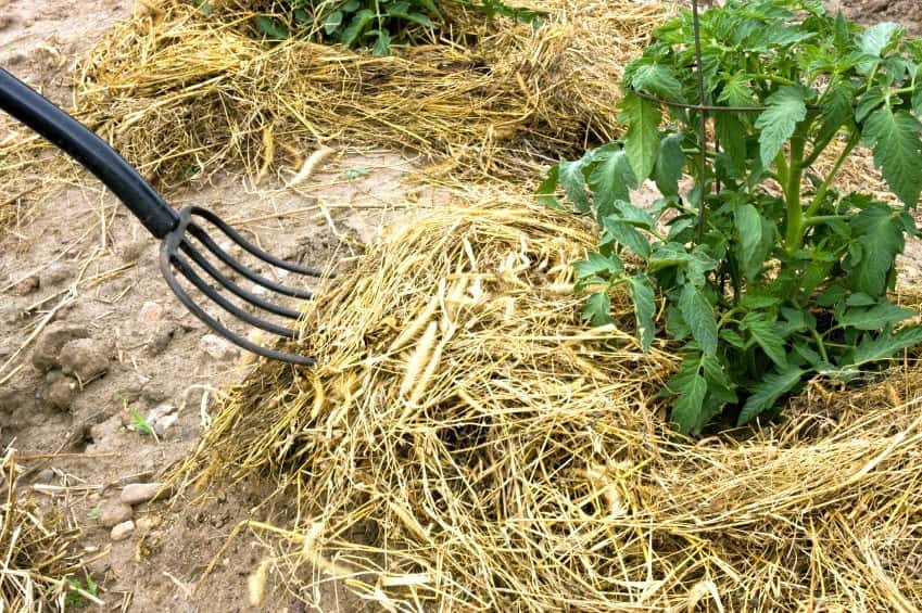 Use mulch to feed your tomato plants