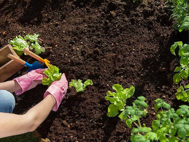 Add fertilizer pellets into your soil when transplanting