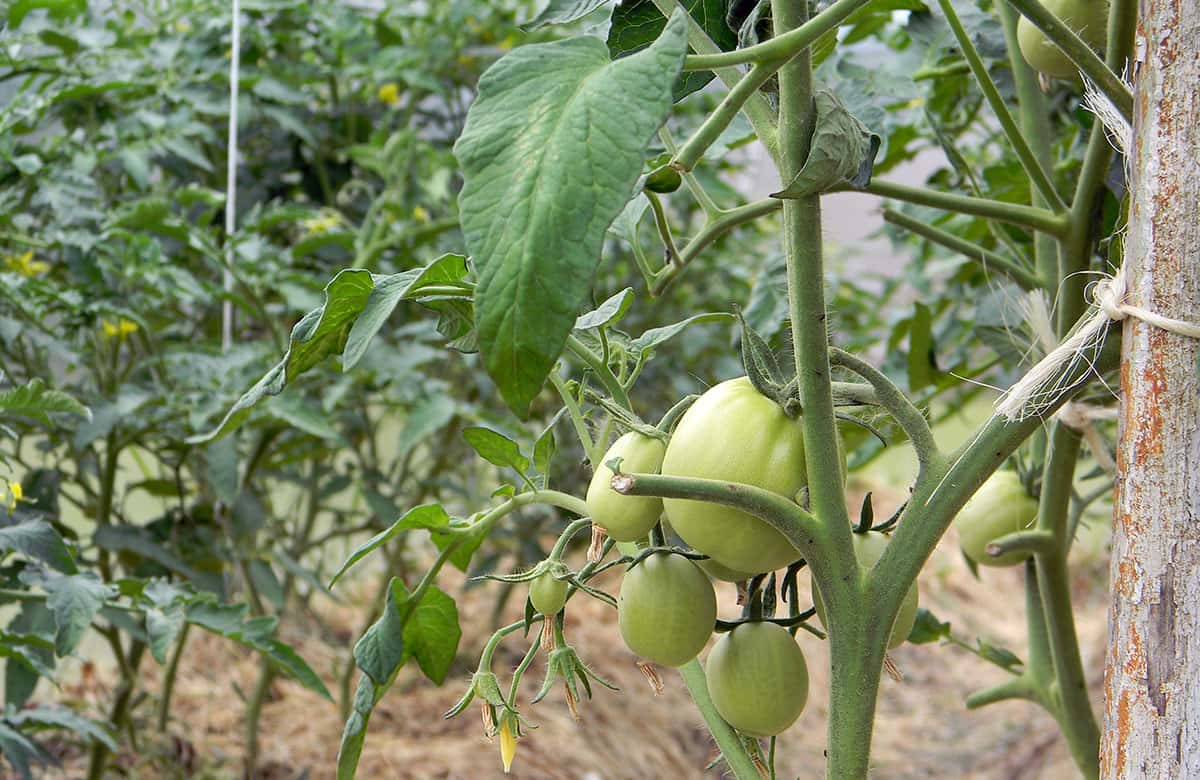 Keep pruning your tomato leaves to prevent disease