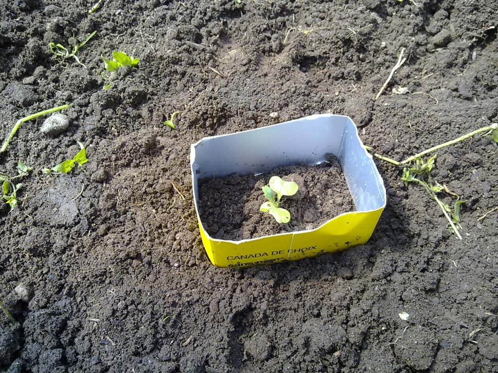 Fend off cutworms with cardboard