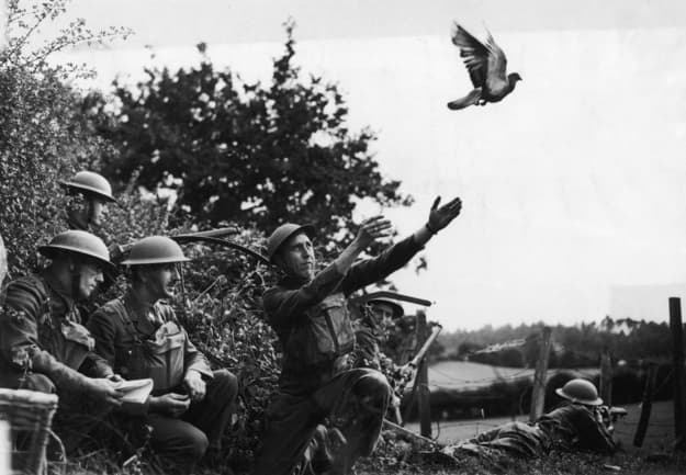 Cher Ami- The Carrier Pigeon of WWI