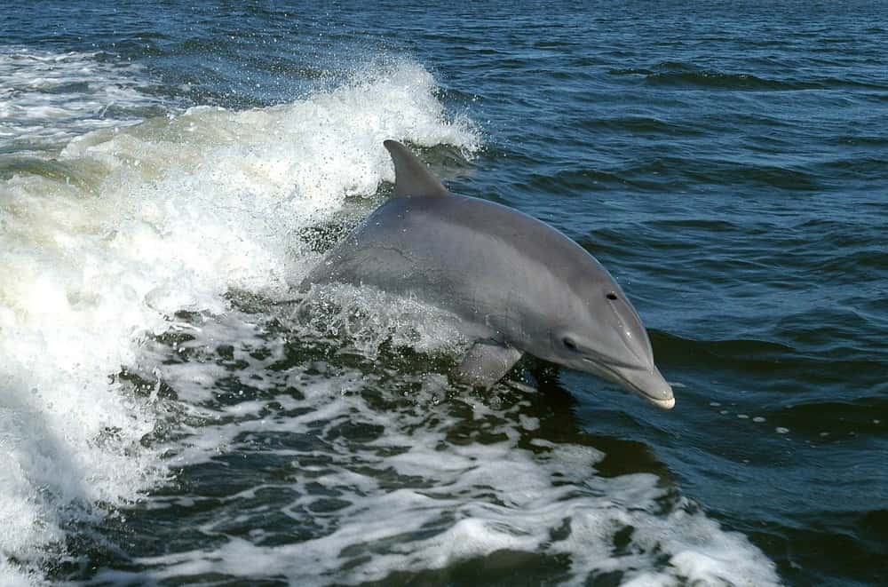 Moko the Dolphin Saves the Whales