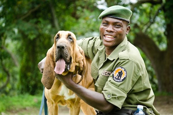 Poacher Hunting Dogs of Congo