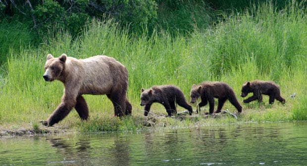 Robert Biggs is Saved by Grizzly Bears