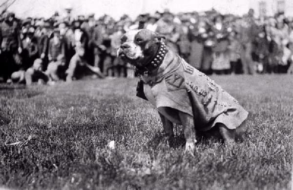 Sergeant Stubby the Battle Dog