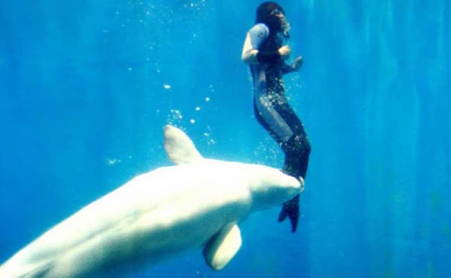 Yang Yun is Saved by a Beluga Whale