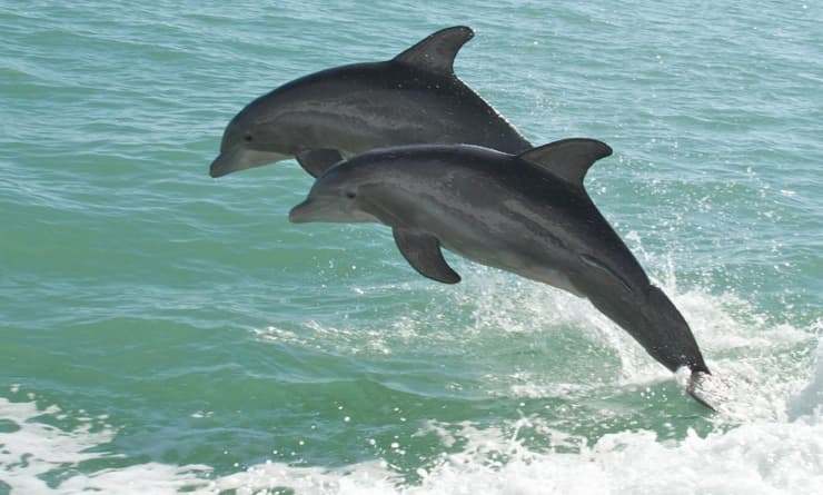 Heroic Dolphins Fight Great White Shark