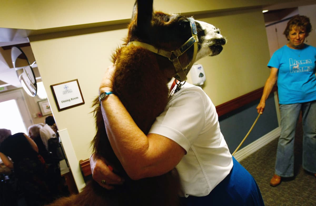 Llamas Help Comfort Hospice Patients