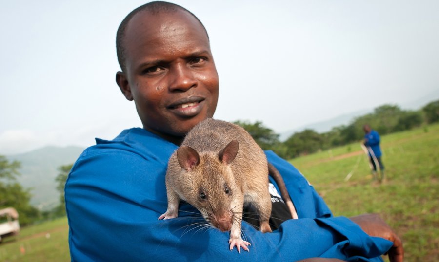 African Giant Pouched Rats