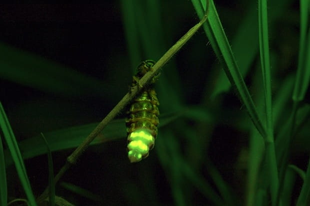 European Glow Worms