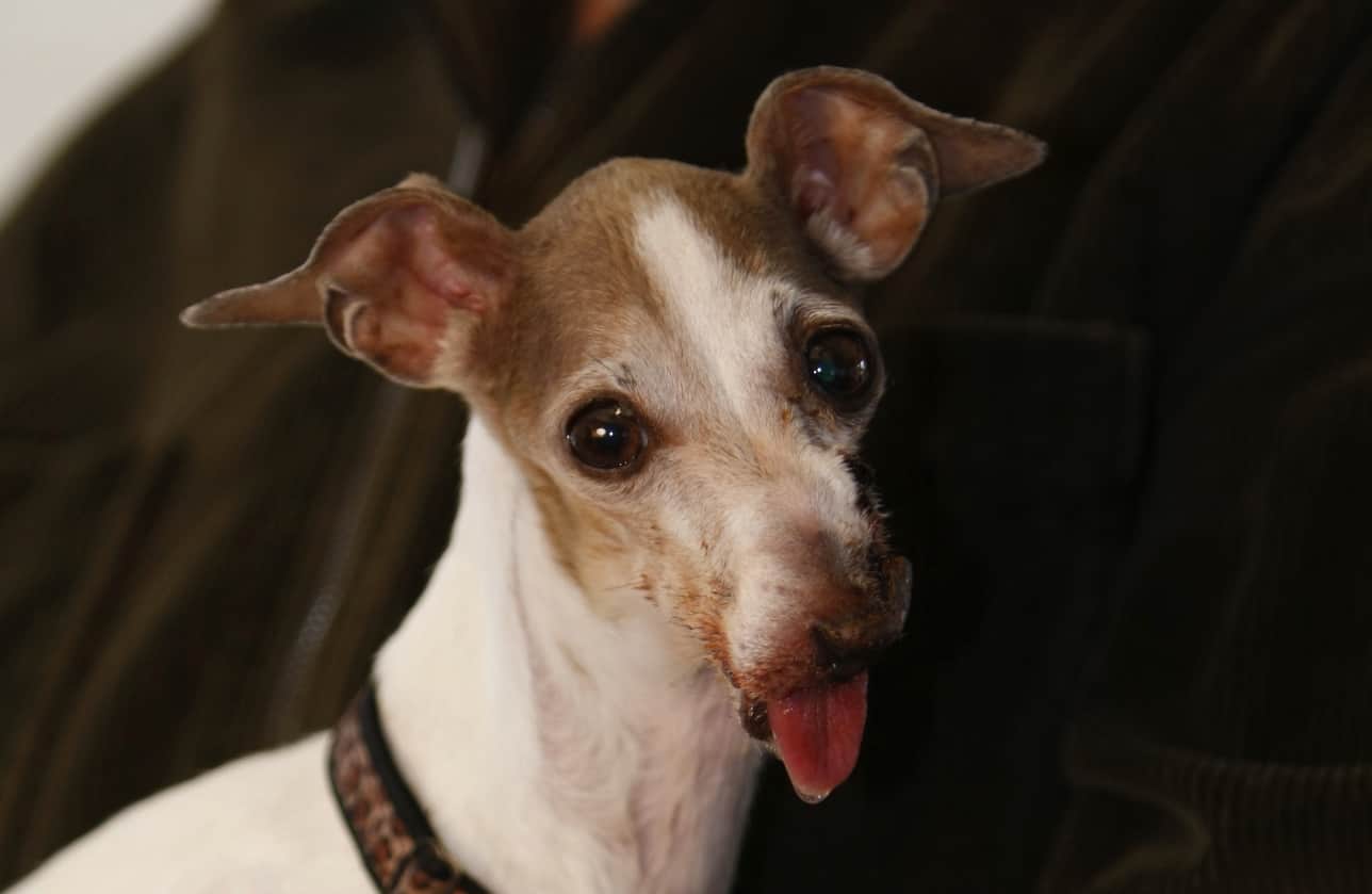 Lily The Tornado Rescue Dog
