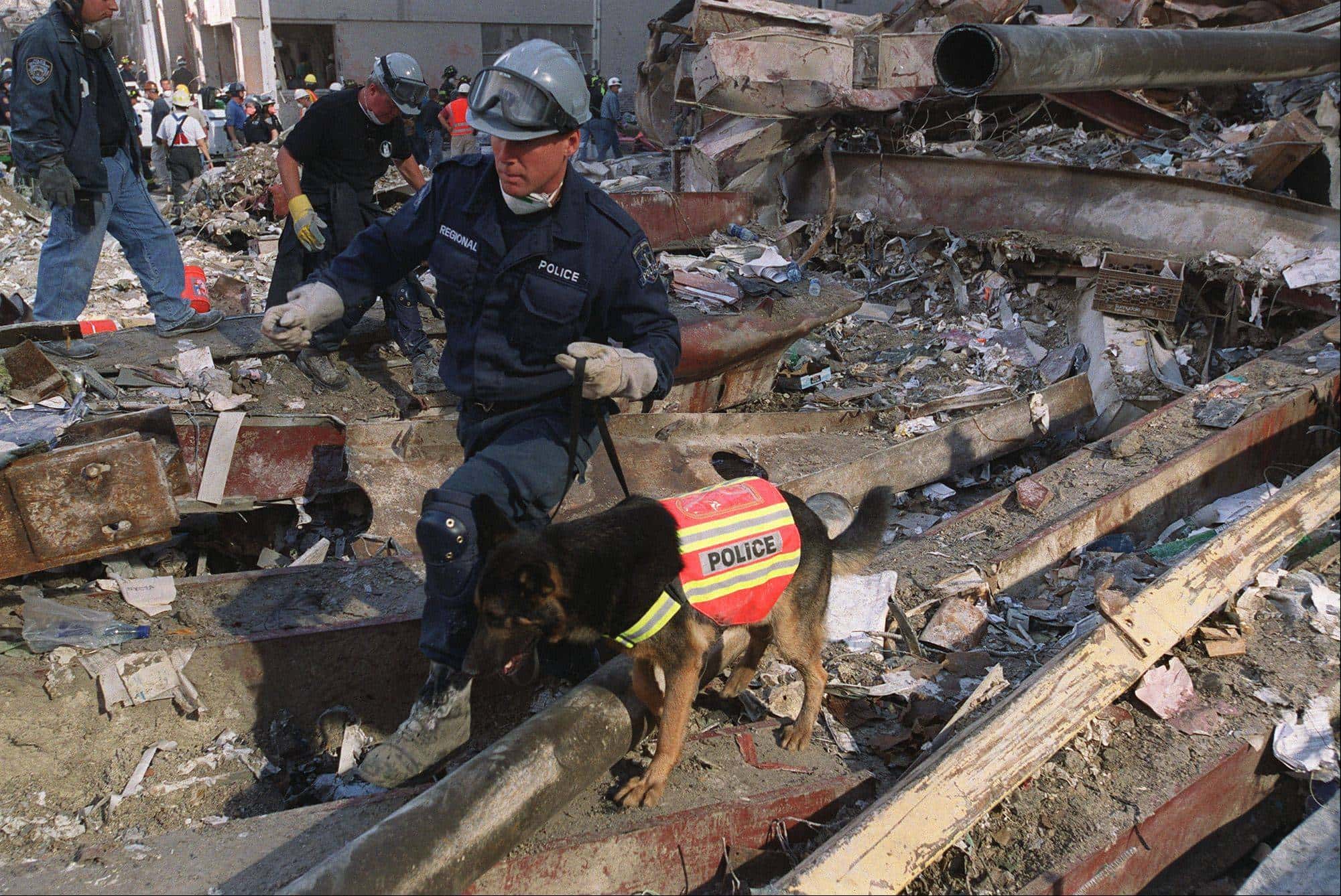 911 Rescue Dogs
