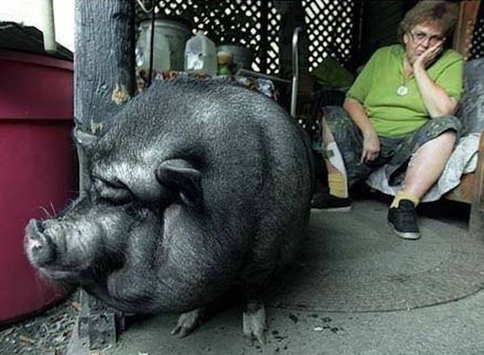 LuLu The Pot Bellied Pig