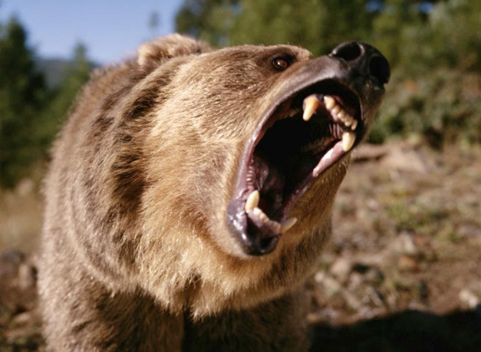 Bear Saves Hiker In California