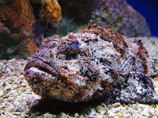 Reef Stonefish