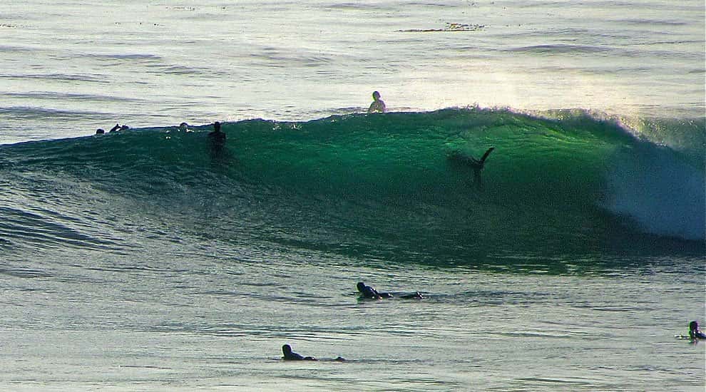 Surf With Sharks