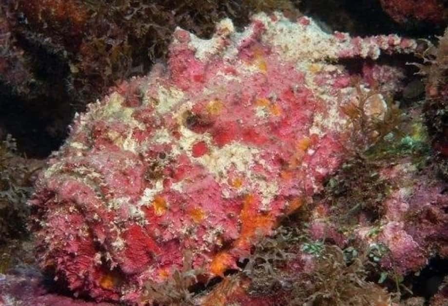 Camouflaged Stonefish