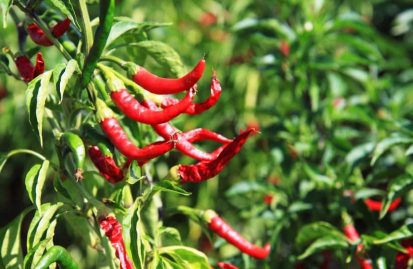 Chili Peppers The Health Benefits You Need To Know